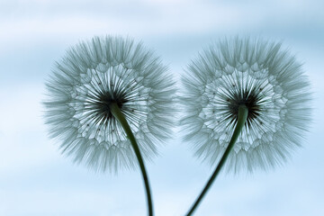 Obraz premium Two Dandelions on a blue turquoise background. Freedom to Wish. Abstract dandelion flower background. Seed macro closeup. Nature background with dandelion. Fragility. Banner nature