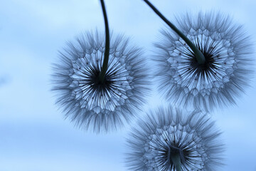 Obraz premium Three blue Dandelions on a blue background. Freedom to Wish. Abstract dandelion flower background. Seed macro closeup. Nature background with dandelion. Fragility. Banner nature
