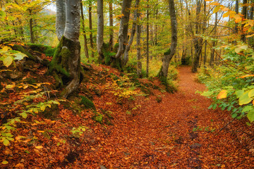 Autumn Serenity: Majestic Beech Forest Amidst Mountainous Terrain