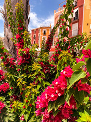 Kwiaty w parku w Villajoyosa  © Wiktoria