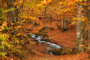 Enchanting Autumn River Amidst Narrow Mountain Gorge