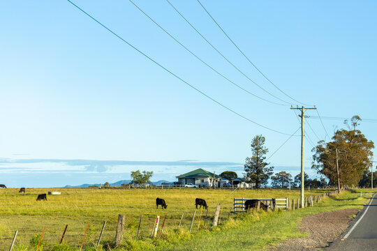 Cattle grazing beside road with farmhouse in paddock and power lines overhead