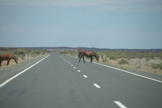 Wild horses on Stuart Highway