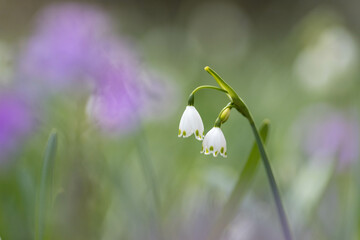 スノードロップ