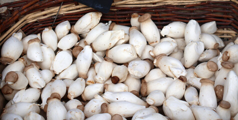 Petits champignons pleurotes