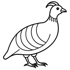 Beautiful Chukar Vector Illustration


