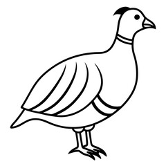 Beautiful Chukar Vector Illustration

