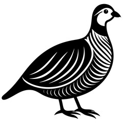 Beautiful Chukar Vector Illustration

