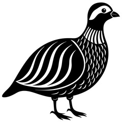 Beautiful Chukar Vector Illustration

