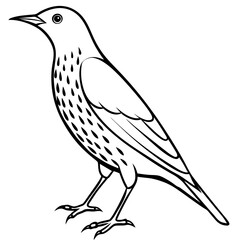 Beautiful European Starling Vector Illustration