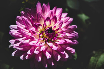  autumn purple dahlia in the garden in the sunshine