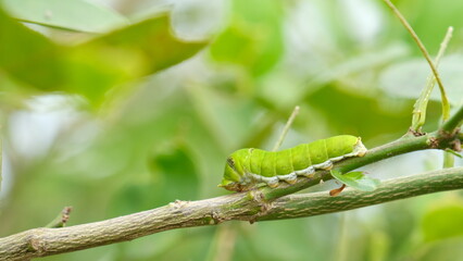 Selective focus lime butterfly caterpillar on lime leaves.