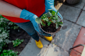 A gardener plants strawberry seedlings in a pot