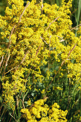 Natural yellow flowers growing on field. Bedstraw meadow flowers on forest lawn. Wild flower, Green grass and blooming plants useful as summer nature background, soft focus, optical blur