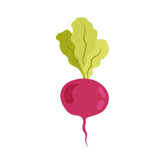 Illustration of a ripe beet on a white background. Vegetables in flat style. Raw root vegetable.