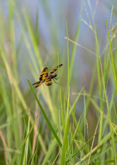 A dragonfly in the grass.