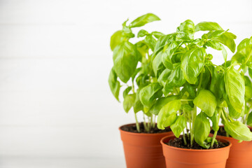 Fresh basil plant in a pot on a textured background. Fresh organic basil leaves. Spices. Vegan. Home gardening on kitchen. Home planting and food growing. basil plant Copy space.