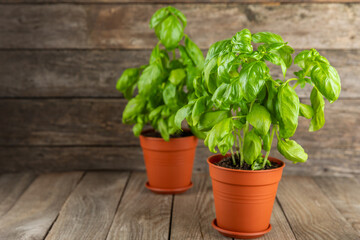 Fresh basil plant in a pot on a textured background. Fresh organic basil leaves. Spices. Vegan. Home gardening on kitchen. Home planting and food growing. basil plant Copy space.