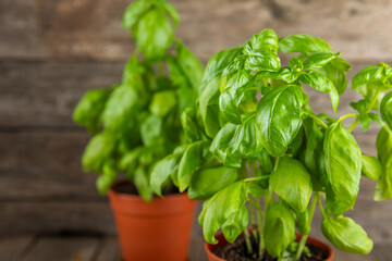 Fresh basil plant in a pot on a textured background. Fresh organic basil leaves. Spices. Vegan. Home gardening on kitchen. Home planting and food growing. basil plant Copy space.