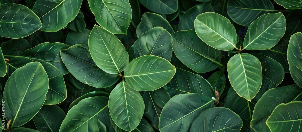 Poster background featuring green leaves of bauhinia aureifolia with copy space image.