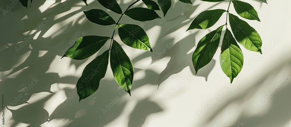 Poster Leaf tree shadows in soft focus against a light gray backdrop, with room for copy space image.