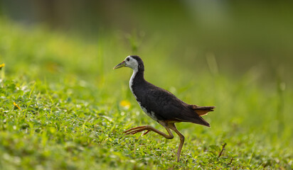 Common moorhen walking in grass