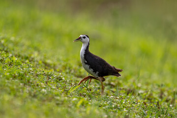 Common moorhen walking in grass