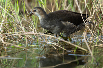 Sub-adult Common moorhen hiding in the grass.