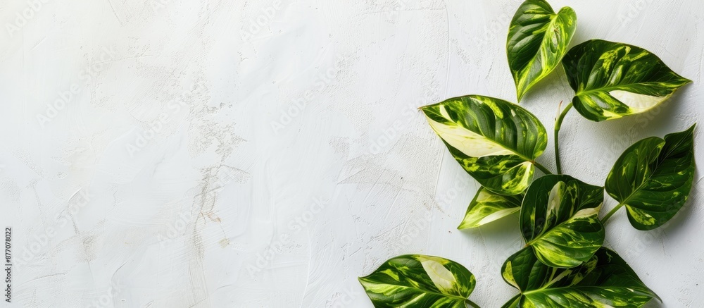Aufkleber a golden pothos, also called devil's ivy, displayed on a white background with copy space image.