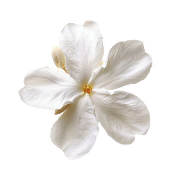 Fototapeta High-quality close-up of a single white flower with delicate petals on a transparent background, perfect for decorating and design projects.