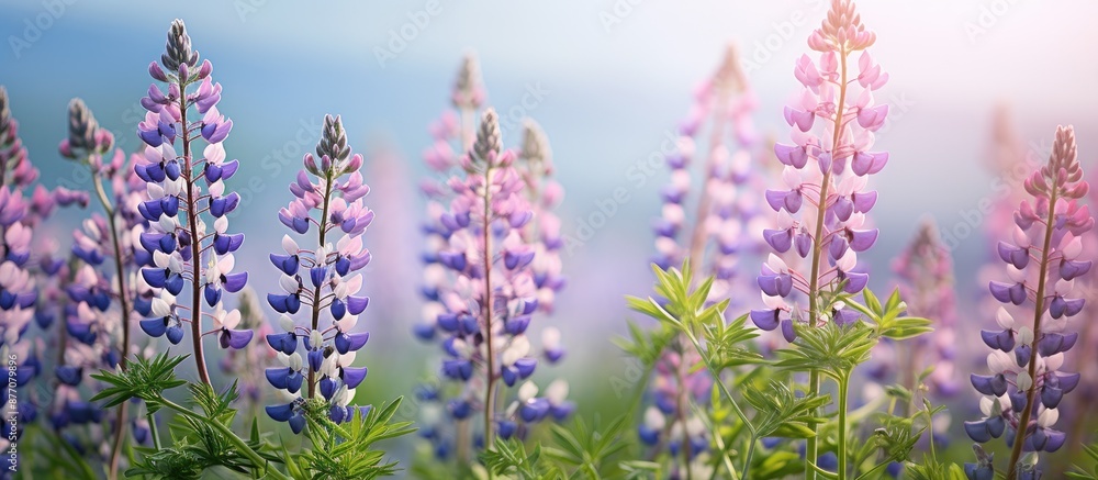 Poster Background with copy space image of wild lupine flowers in a meadow during springtime.