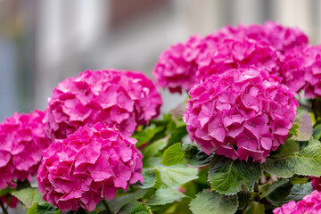 Selective focus of Hydrangea in the garden, Bushes of colorful purple pink ornamental flower, Hortensia flowers are produced from early spring to late autumn, Nature pattern texture, Flora background.