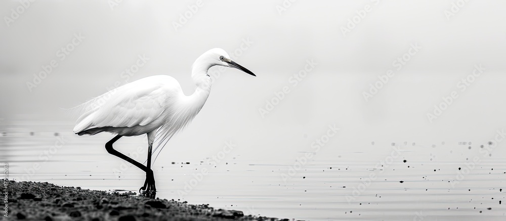 Aufkleber Monochromatic image showing a small egret (Egretta garzetta) strolling by the lake shore with a blank space for text or design insertion.