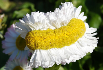 Perennial daisy – plant flower