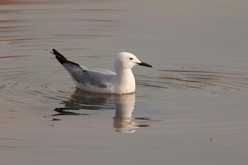 Closeup of a Slender-billed gull (Chroicocephalus genei) swimming in a pond in Malta