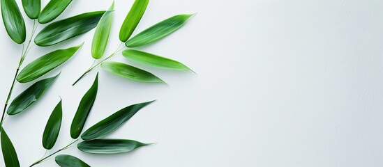Fototapeta premium A bamboo leaf on a white backdrop with copy space image.