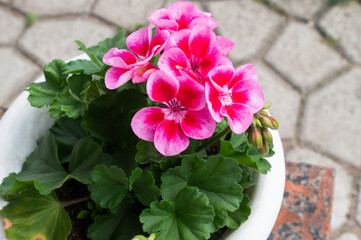 Vibrant Pink Geranium in Outdoor Garden Setting