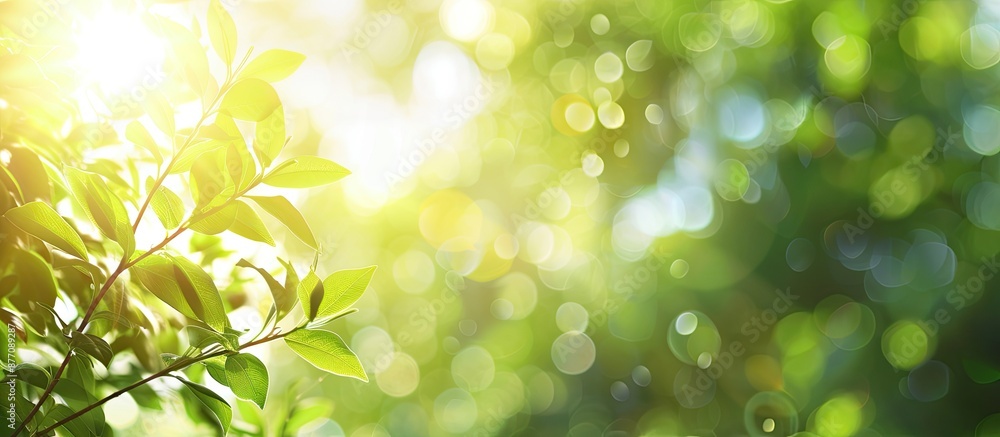 Leinwandbilder blurred foliage and bright summer sunlight create a backdrop for text or ads with copy space image.