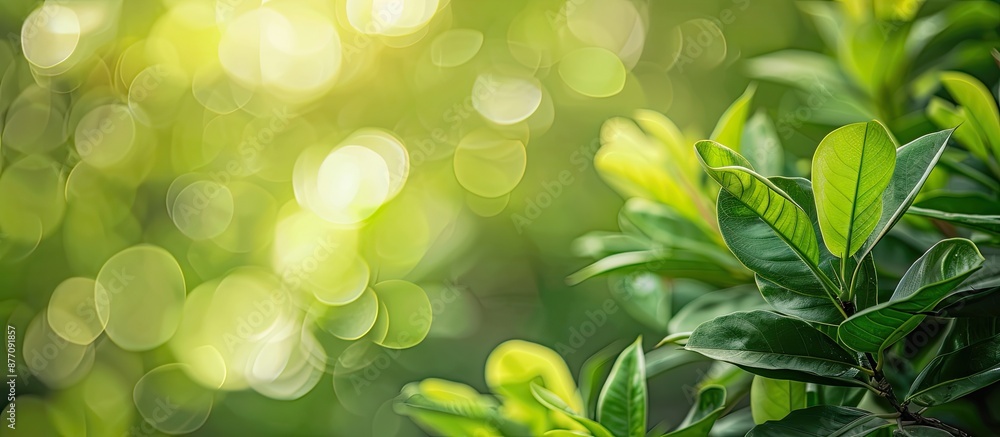 Poster Close-up view of bright green leaves on a magnolia kobus tree set against a blurred green backdrop, with selective focus. Ideal for nature-themed designs as a copy space image.