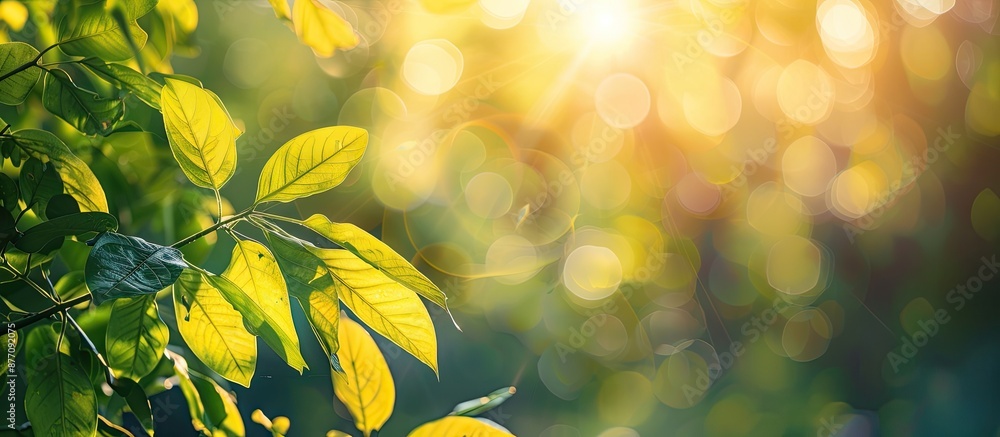 Poster Vibrant summer sunlight streaming through blurred foliage creates a captivating background for your text or advertisement with copy space image.