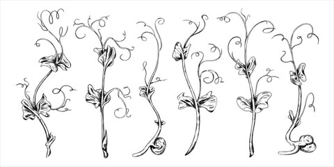 Fototapeta premium Illustration of micro-green peas . Young seed seedlings, edible leaves, a healthy food. Vector illustration, Hand drawn in line art style painted inks on isolated background