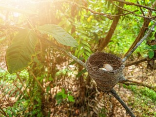 Fototapeta premium two bird eggs in a cage on a tree branch