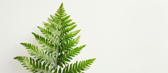 Obraz premium Detailed close-up photo showcasing a single textured green fern on a white backdrop with ample space for additional content.