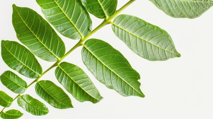 Fototapeta premium Tamarind Leaf on white background , 