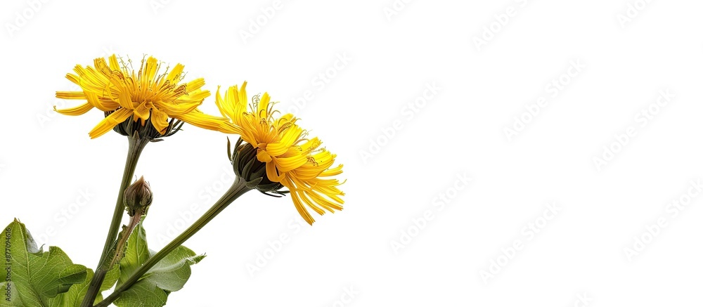 Poster sonchus presented on a clear white background with available copy space image.