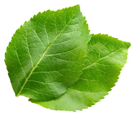Obraz premium Apple leaf isolated png. Apple leaves on transparent background. PNG format. Apple leaf top view with no background. Full depth of field.