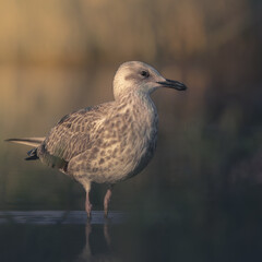 European Herring Gull