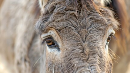  A tight shot of a cow's face portraying a hazy expression, its eyes slightly out of focus
