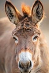 Fototapeta premium A close-up of a donkey's face with a blurred background