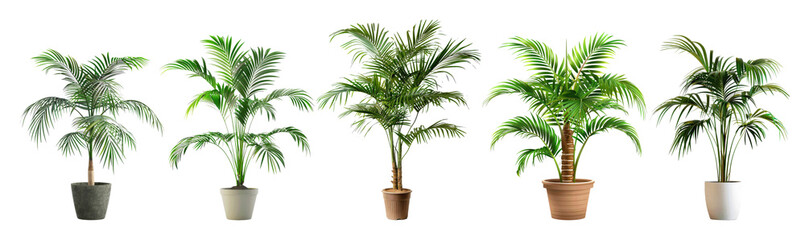 Obraz premium Set of potted palm trees are lined up against a white backdrop, showcasing their varied heights and pot styles